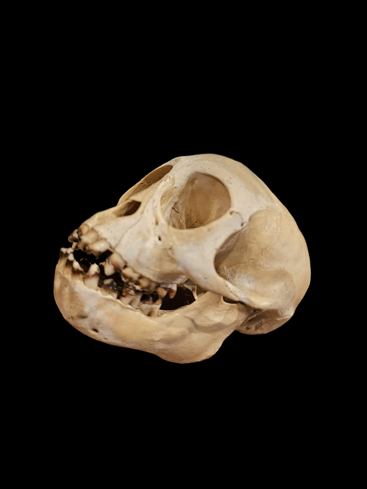 Antique Monkey skull